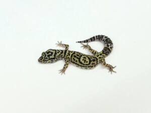 アフガニクス“No,1”