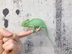 エボシカメレオン