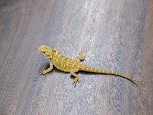 フトアゴヒゲトカゲ（イエロートランス）