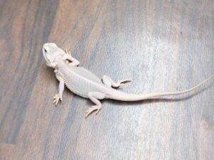 フトアゴヒゲトカゲ（ハイポトランスダナーゼロ）