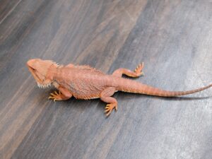 フトアゴヒゲトカゲ（ダークレッド　レッドモンスター）