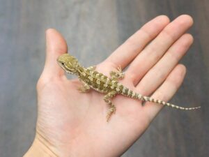 ローソンアゴヒゲトカゲ