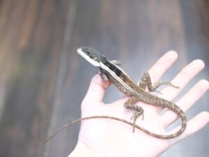 ホオスジドラゴン