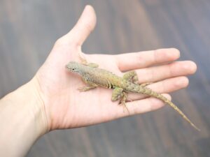 グレーターイヤレスリザード