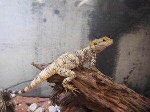 ペインテッドアガマ