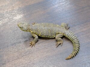 ゲイリートゲオアガマ（イエロー）