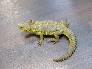 ゲイリートゲオアガマ（イエロー）