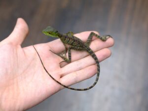 グリーンバシリスク