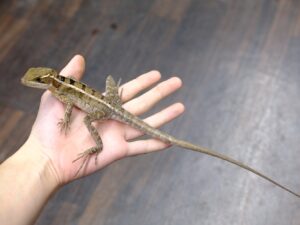 ノギハラバシリスク