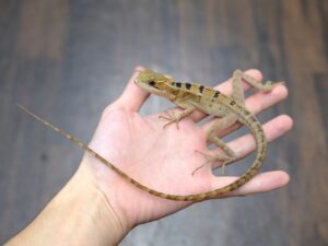 ノギハラバシリスク