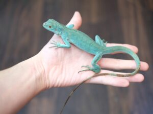 グリーンイグアナ（ブルー）