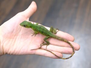 ツナギトゲオイグアナ