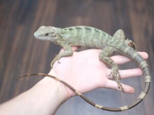 パンダパイドトゲオイグアナ