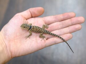 アオハリトカゲ