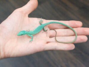 ミドリガストロカナヘビ