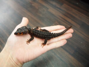 アカメカブトトカゲ