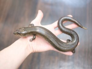 アミメミズベトカゲ