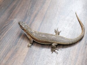 トーゴオニプレートトカゲ