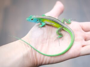 リボンハシリトカゲ