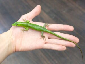 インドネシアミドリツヤトカゲ