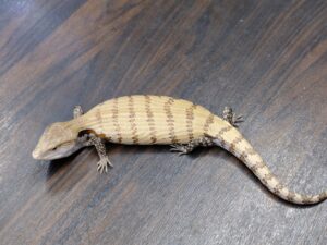 メラウケアオジタトカゲ