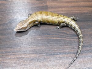 ケイアオジタトカゲ“No1”