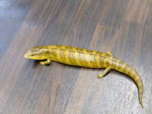 キメラアオジタトカゲ“No,1”