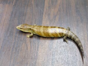 キメラアオジタトカゲ“No,2”