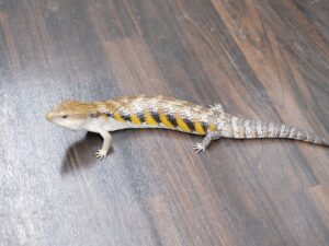 キタアオジタトカゲ