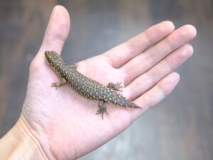 ストケスイワトカゲ