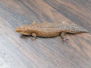 ストケスイワトカゲ