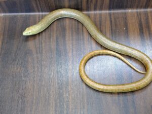 ヨーロッパアシナシトカゲ