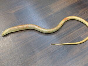 ヨーロッパアシナシトカゲ（レッド）