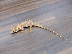 アルゼンチンレッドテグー