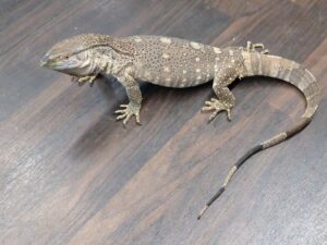 アフリカンロックモニター