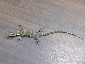 サルバトールモニター（ジャワ産）