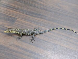 サルバトールモニター（スマトラ産）