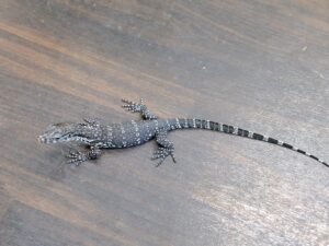 サルバトールモニター（スマトラ産　アザンティック）