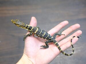 サルバトールモニター（スンバワ産　スーパーハイイエロー）