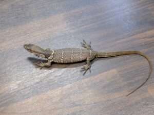 デュメリルモニター