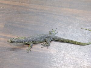 カールシュミットモニター