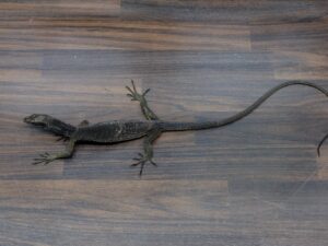 ブラックツリーモニター