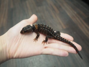 モトイカブトトカゲ