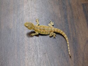 フトアゴヒゲトカゲ（イエローハイポ）“No,1”