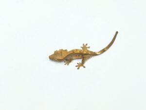 クレステッドゲッコー（フレイム）
