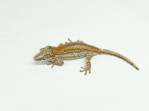 ガーゴイルゲッコー(オレンジストライプ)“No,1”