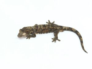 チャホウアミカドヤモリ