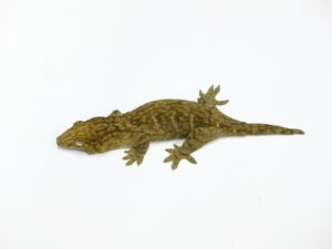 ジャイアントゲッコー(グランテラ ダーク)