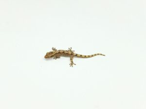 ゲイタイナババイヤモリ