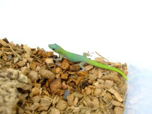 ヒロオヒルヤモリ